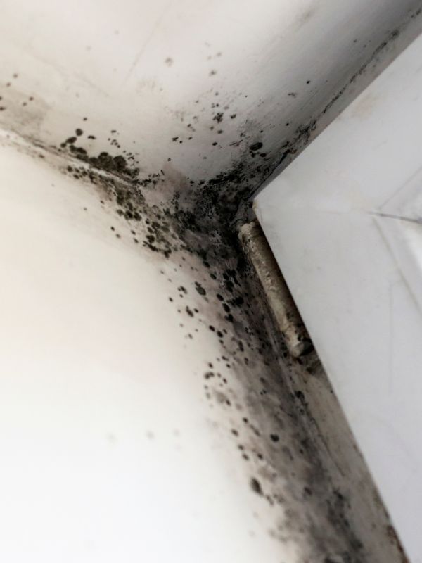 Schimmel in der Wohnung